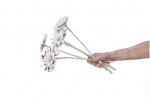 rosette-repens-large-seche-12.
