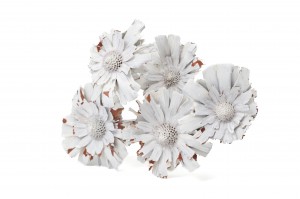 rosette-repens-large-seche-12