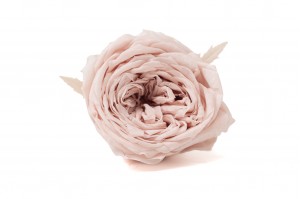 preserved-english-rose-30.