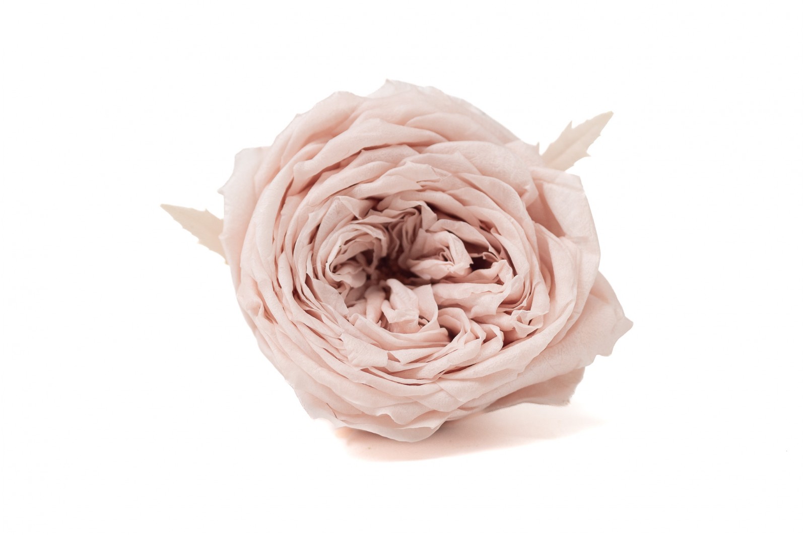 Preserved English Rose (30) preserved-english-rose-30