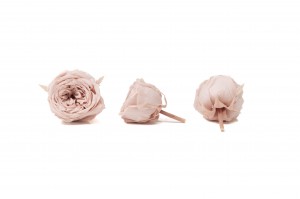 preserved-english-rose-30.