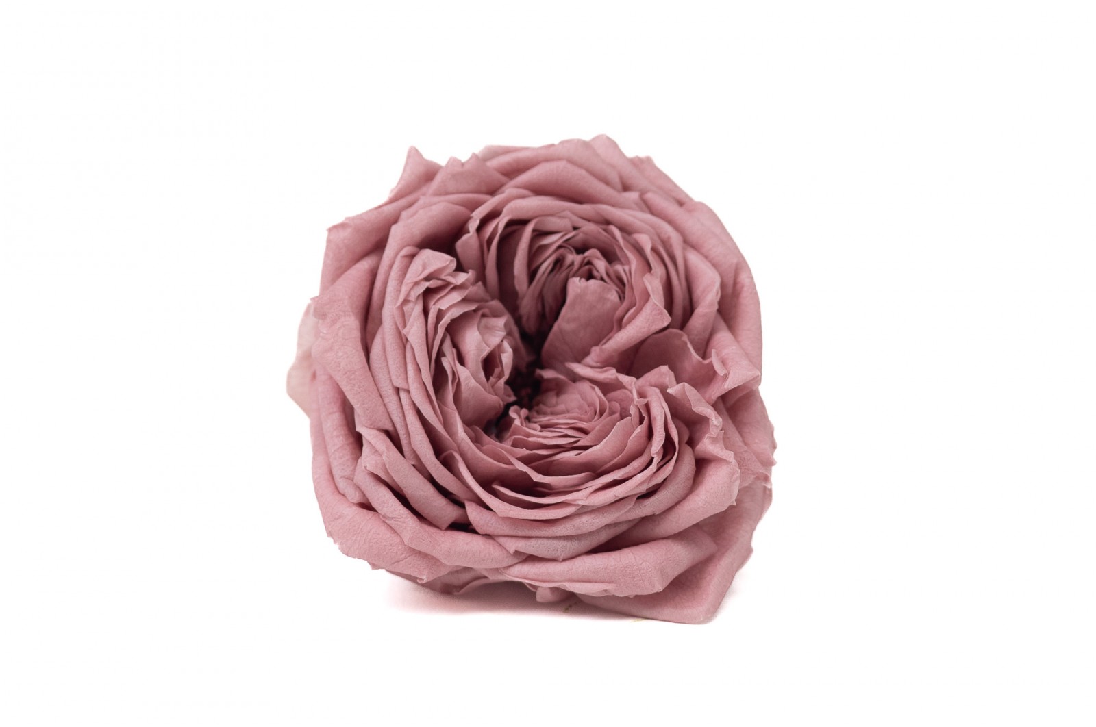 Preserved English Rose (30) preserved-english-rose-30