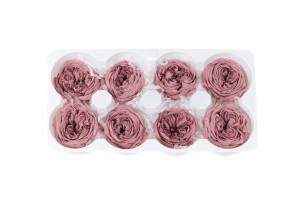 preserved-english-rose-30.