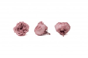 preserved-english-rose-30.