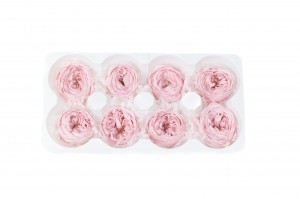 preserved-english-rose-30.