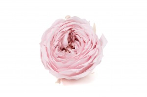 preserved-english-rose-30.
