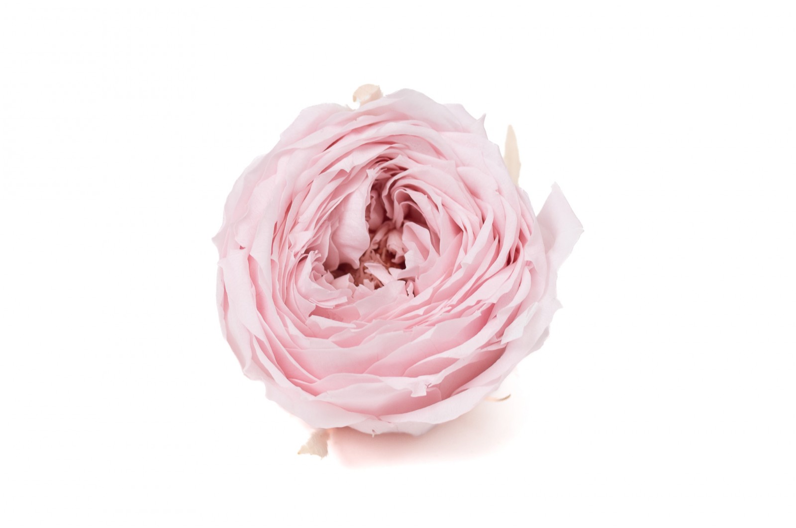 Preserved English Rose (30) preserved-english-rose-30