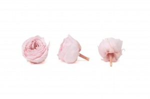 preserved-english-rose-30.