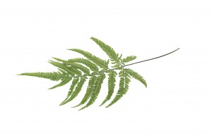 preserved-rumora-fern-30.