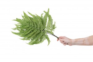 preserved-rumora-fern-30.