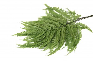 preserved-rumora-fern-30