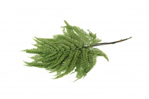 preserved-rumora-fern-30.
