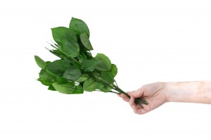 tiges-de-roses-stabilisees-30cm-30.