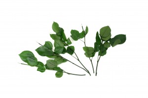 stabilisierte-rosenstiele-30cm-30.