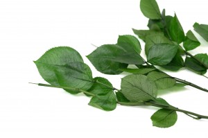 preserved-rose-stems-30cm-30