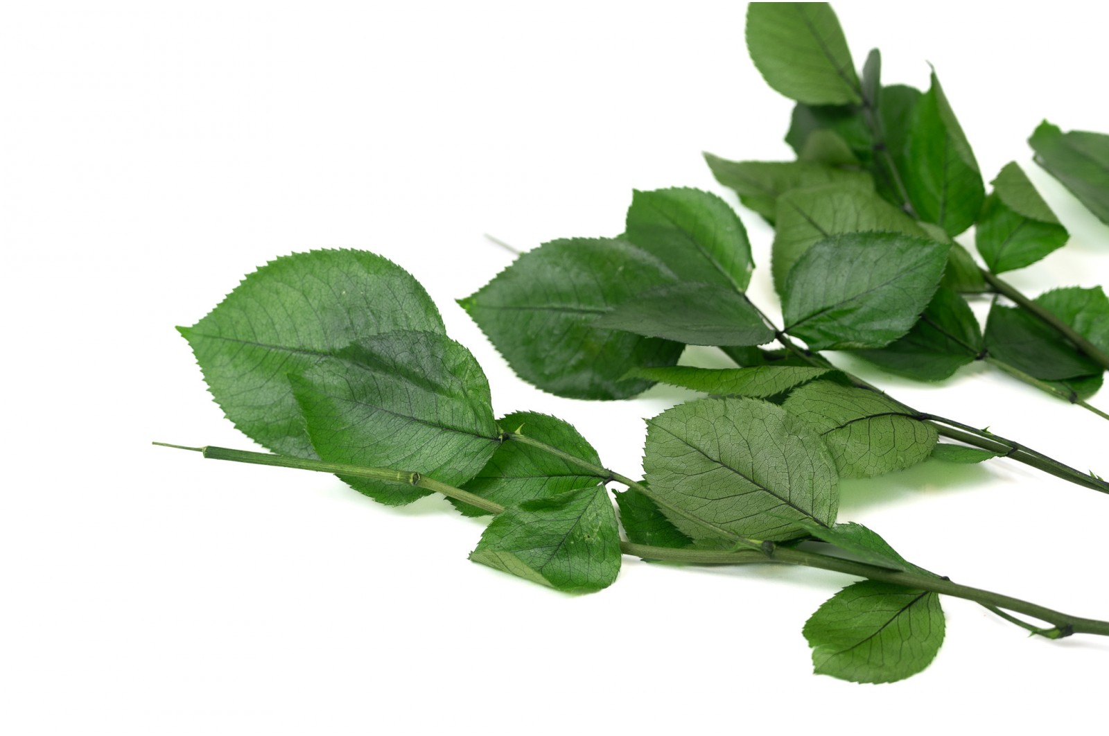 Preserved rose stems 30cm (30) preserved-rose-stems-30cm-30