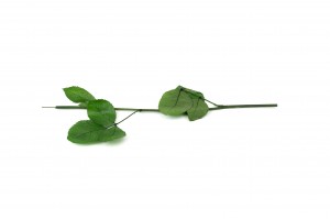 stabilisierte-rosenstiele-30cm-30.