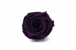 preserved-rose-heads-m-36.