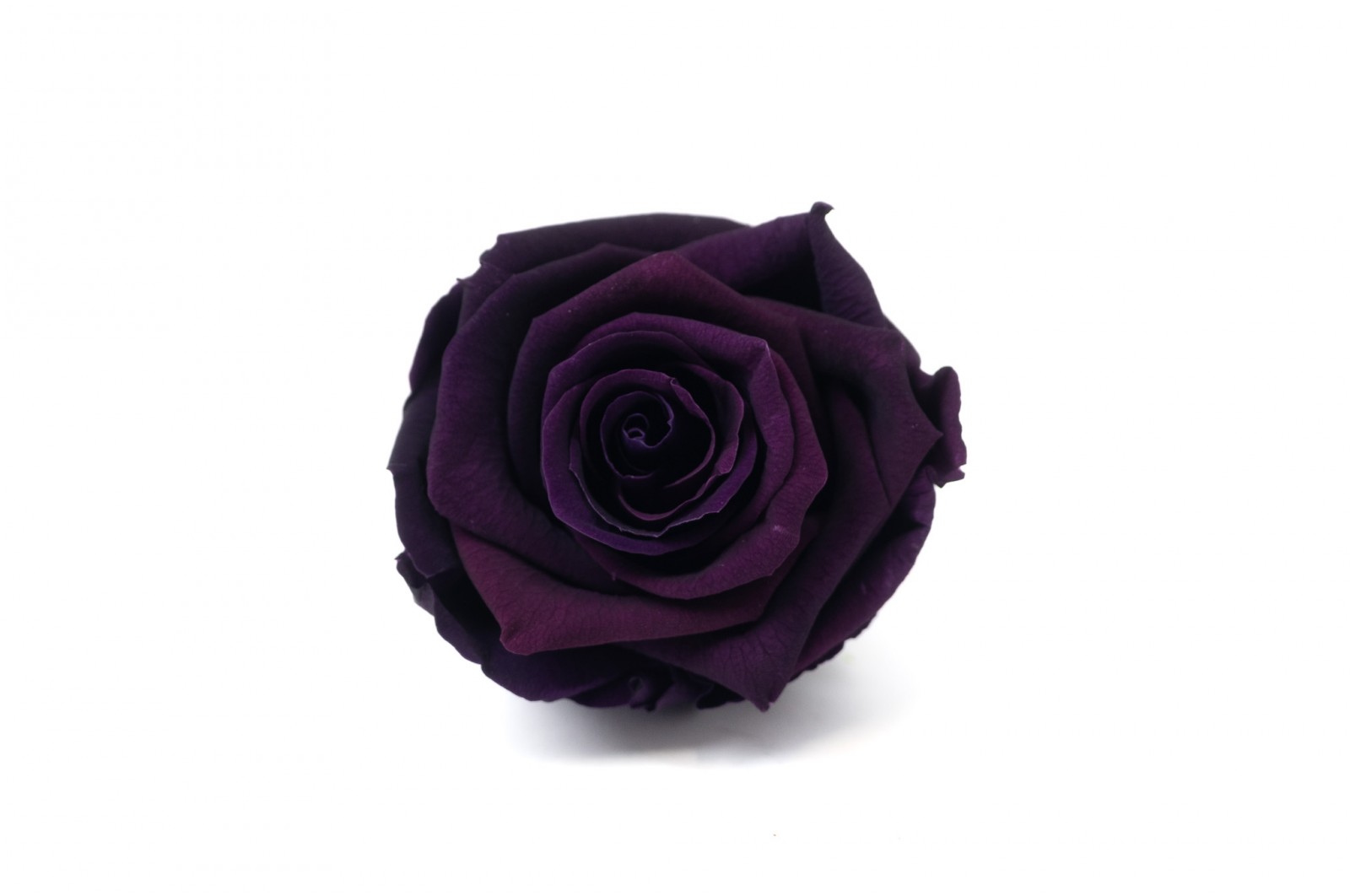 preserved-rose-heads-m-36