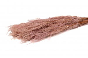 preserved-pteridium-fern-8.