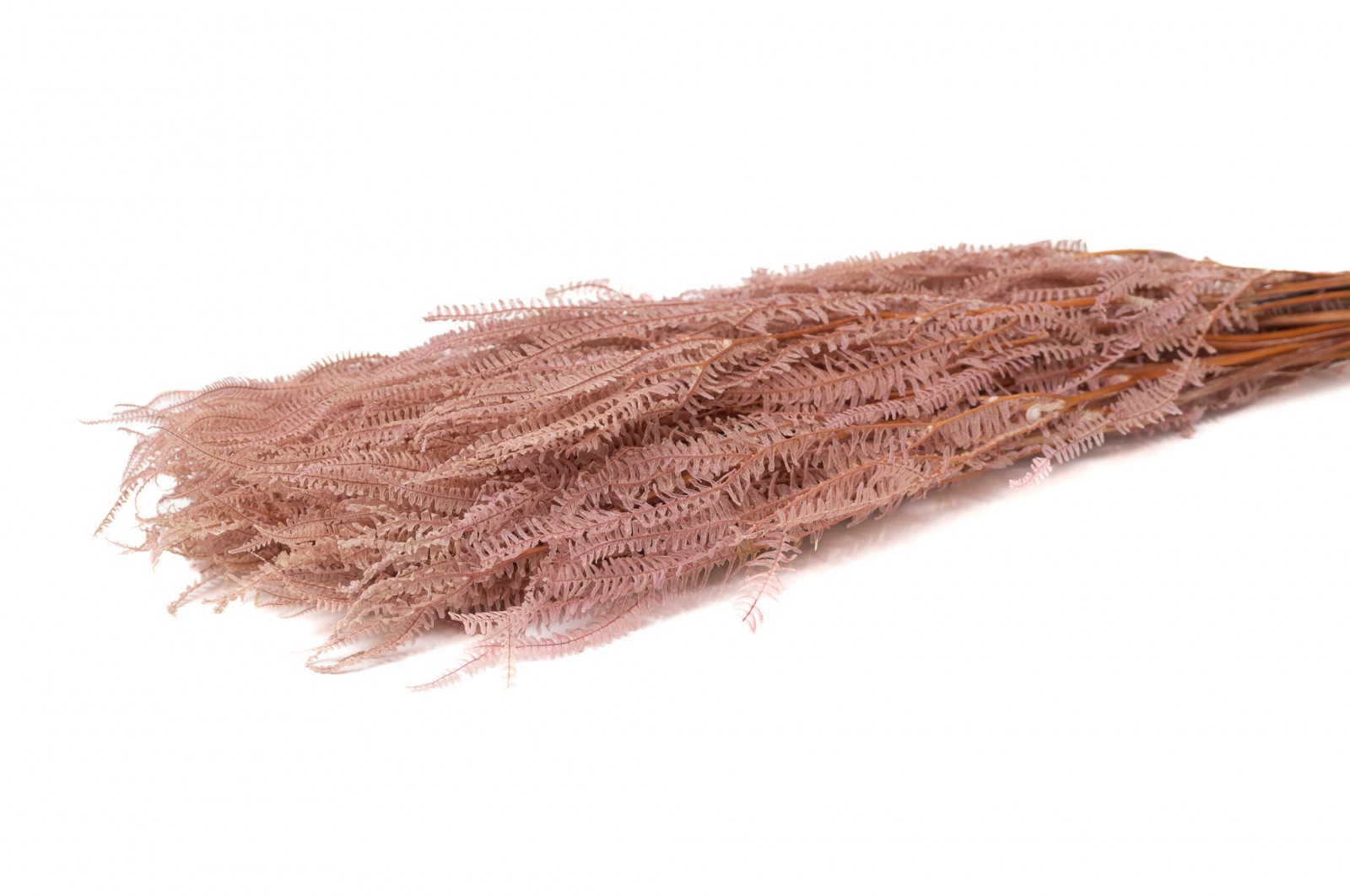 Stabilisierte Pteridium Farn (8) stabilisierte-pteridium-farn-8
