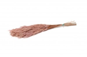 stabilisierte-pteridium-farn-8.