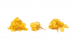 preserved-sprig-hydrangea-14.
