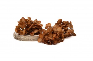 hortensia-stabilise-en-branches-14.