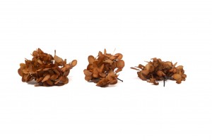 hortensia-stabilise-en-branches-14.