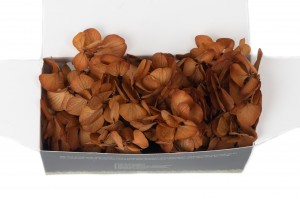preserved-sprig-hydrangea-14.