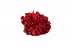 posy-hortensia-stabilise-14.