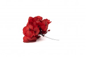 posy-hortensia-stabilise-14.