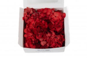 posy-hortensia-stabilise-14.