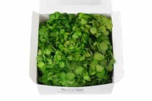 preserved-posy-hydrangea-14.
