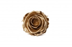 tetes-de-roses-kiara-satinees-stabilisees-l-37.