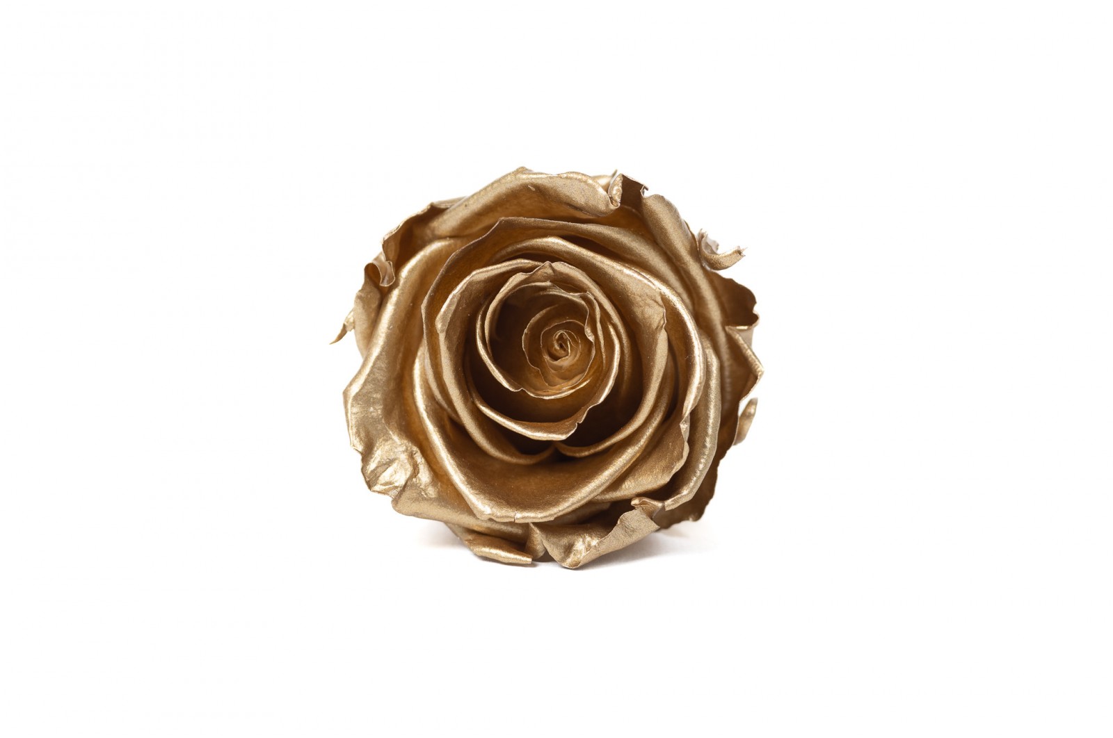 Preserved Kiara Satin Rose Heads L (37) preserved-kiara-satin-rose-heads-l-37