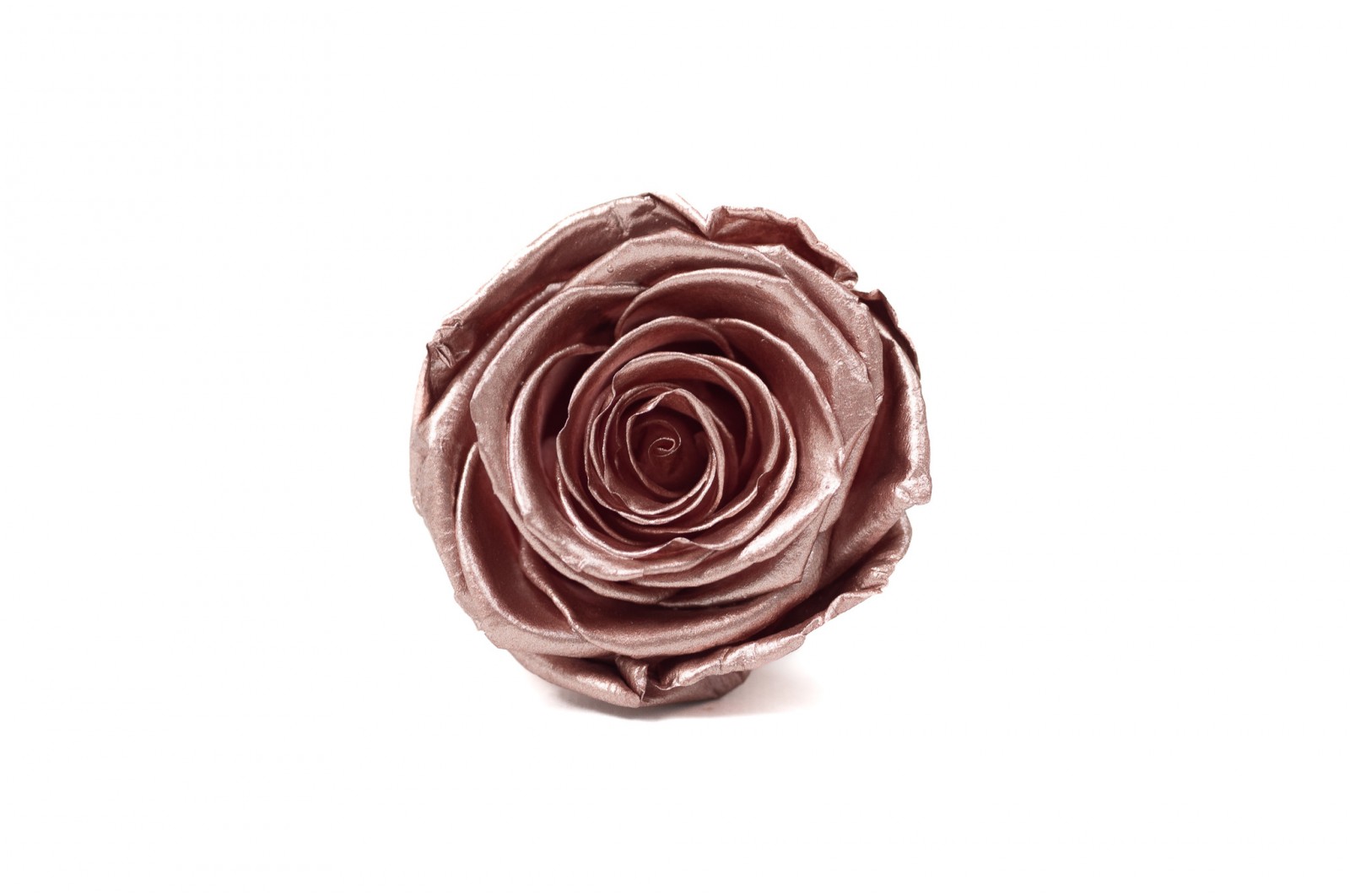 Preserved Kiara Satin Rose Heads L (37) preserved-kiara-satin-rose-heads-l-37