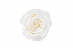 tetes-de-roses-kiara-satinees-stabilisees-l-37