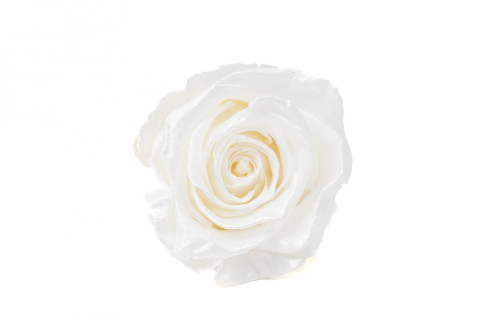 Preserved Kiara Satin Rose Heads L (37) preserved-kiara-satin-rose-heads-l-37