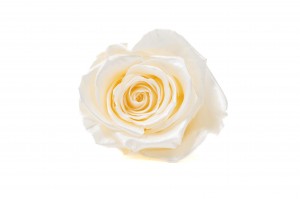 tetes-de-roses-kiara-satinees-stabilisees-xl-37.