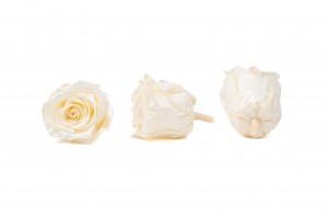 tetes-de-roses-kiara-satinees-stabilisees-xl-37.