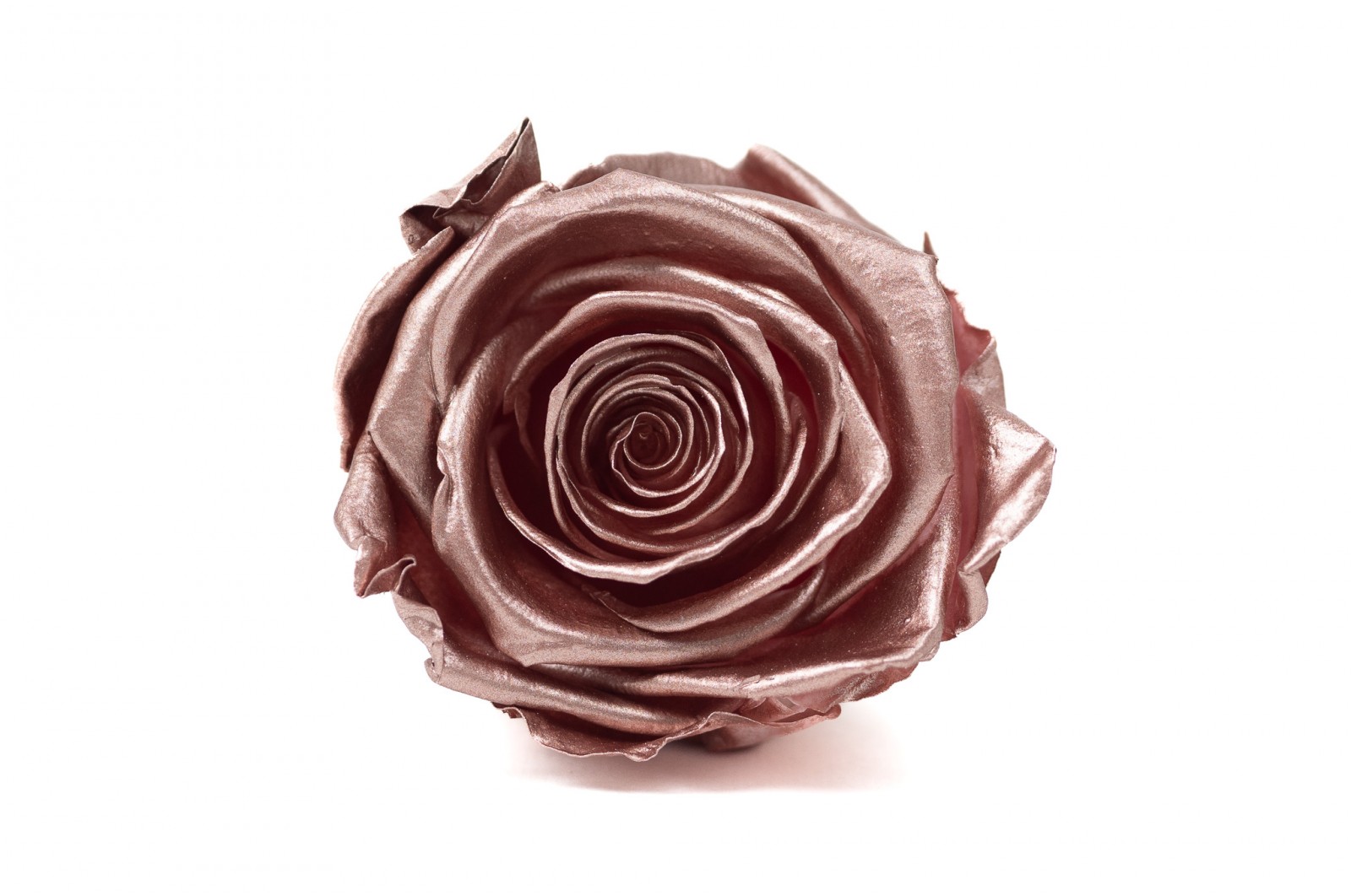 preserved-kiara-satin-rose-heads-xl-37