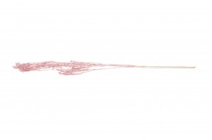 broom-bloom-sec-29.