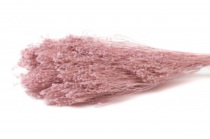 broom-bloom-sec-29.
