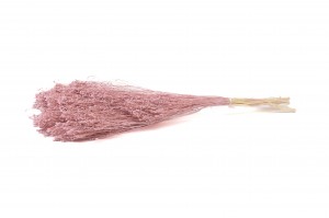 broom-bloom-sec-29.