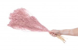 broom-bloom-sec-29.