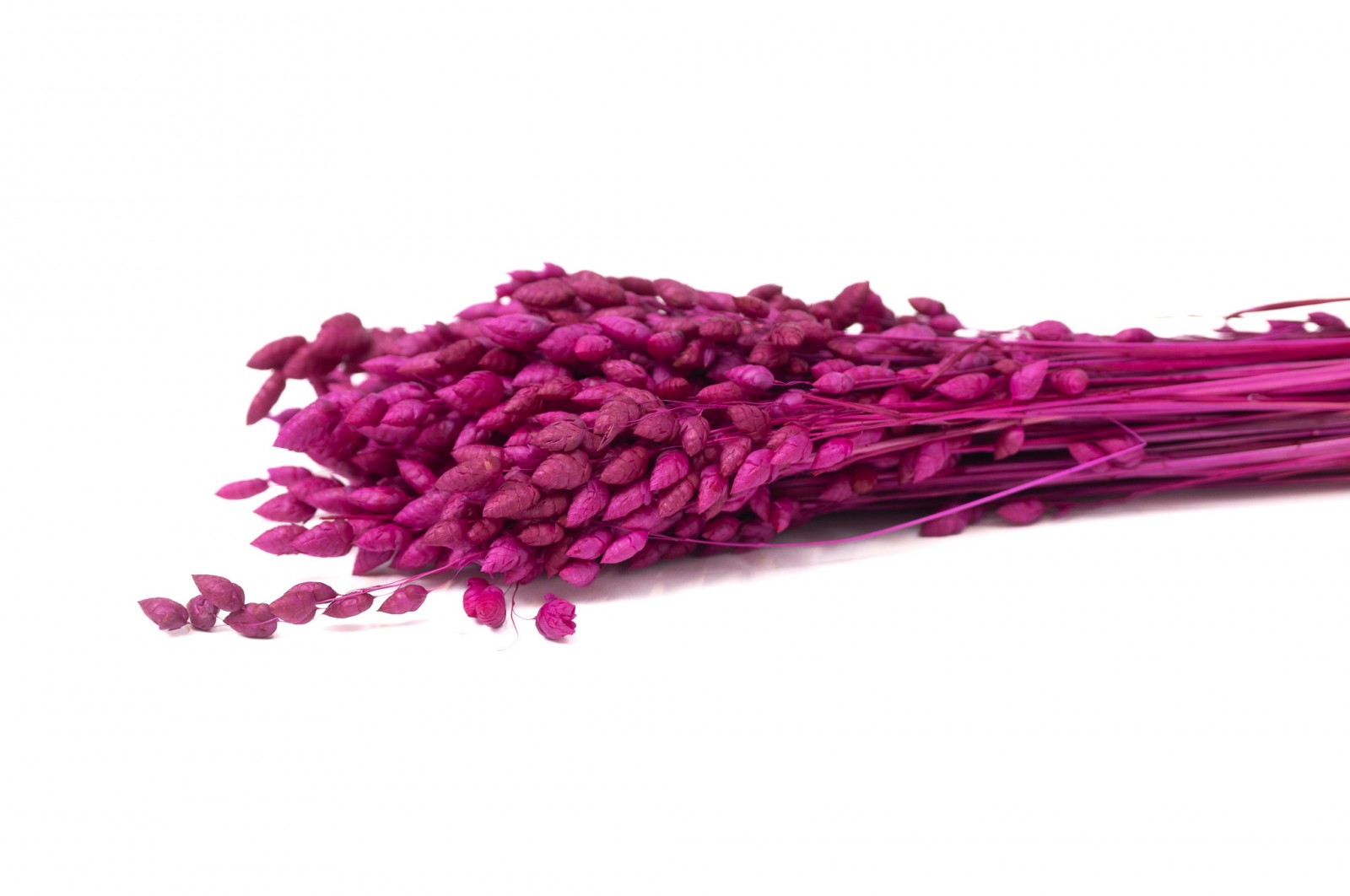 Dried briza maxima (20) dried-briza-maxima-20