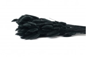 trockenes-lagurus-20.