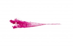 dried-broom-bloom-20.