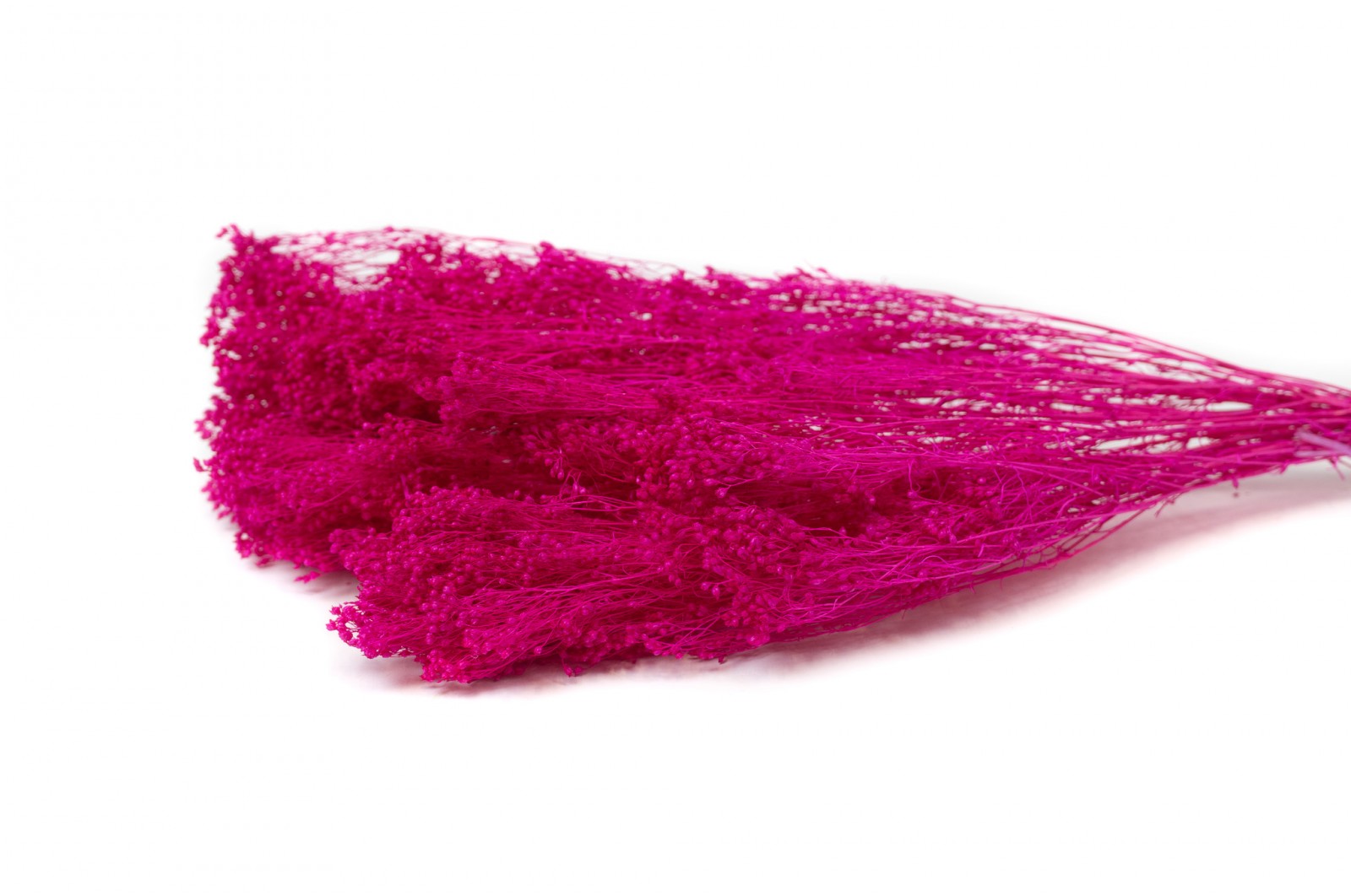 Dried Broom bloom (20) dried-broom-bloom-20